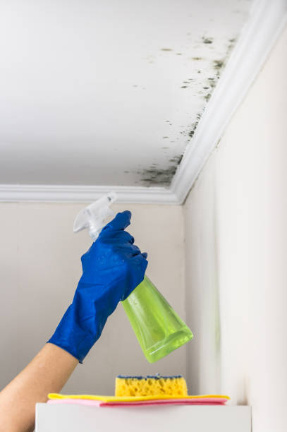 Best Mold Removal for HVAC Installations  in Central Square, NY